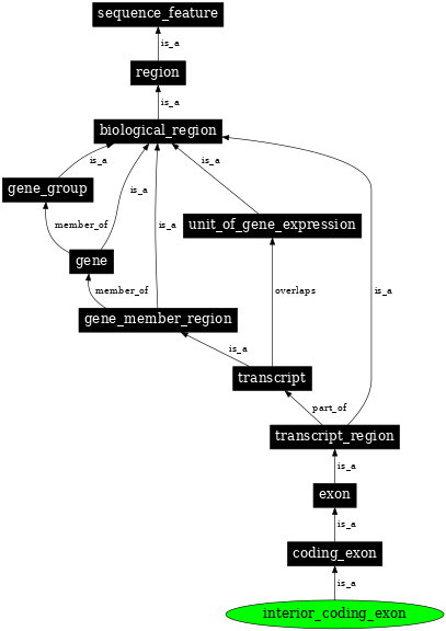 Graph image for SO:0000004