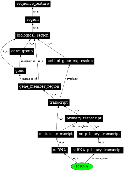 Graph image for SO:0000013