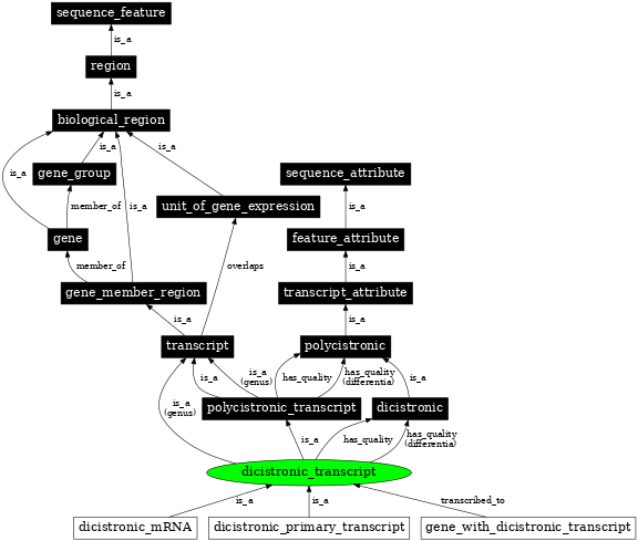 Graph image for SO:0000079