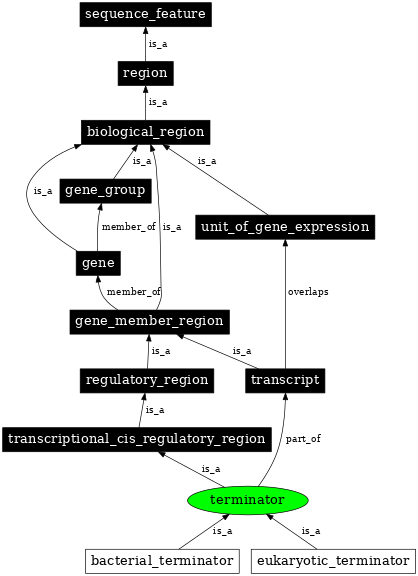 Graph image for SO:0000141