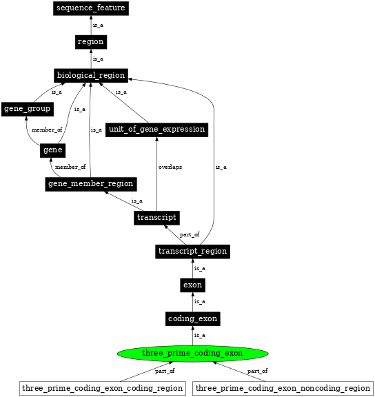 Graph image for SO:0000202