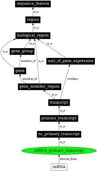 Graph image for SO:0000231