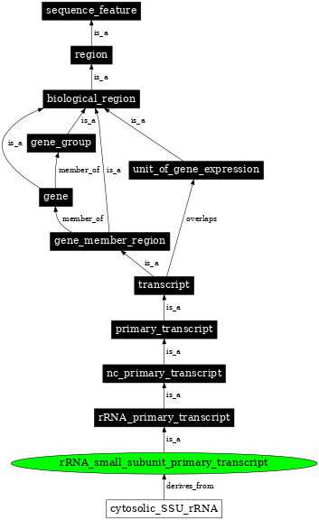 Graph image for SO:0000255