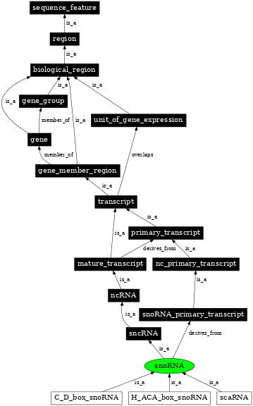 Graph image for SO:0000275