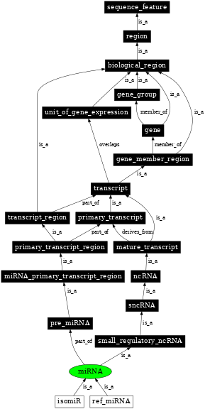 Graph image for SO:0000276