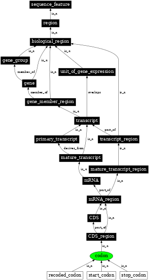 Graph image for SO:0000360