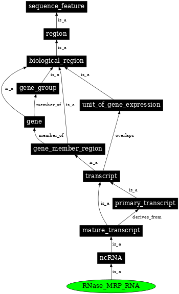 Graph image for SO:0000385