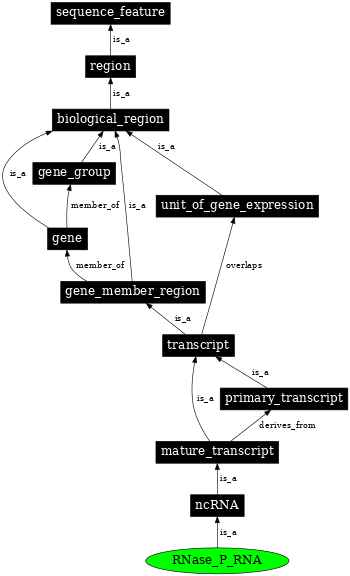 Graph image for SO:0000386