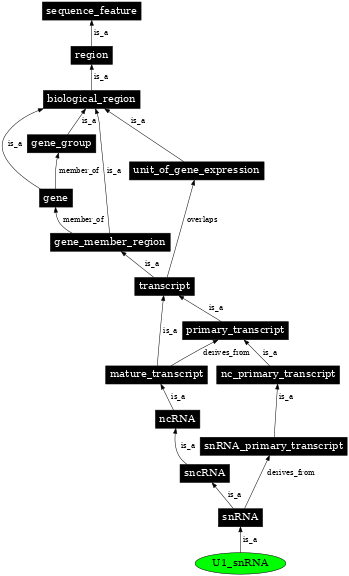 Graph image for SO:0000391