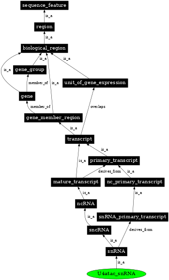 Graph image for SO:0000394