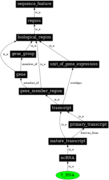 Graph image for SO:0000405