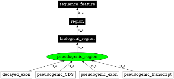 Graph image for SO:0000462