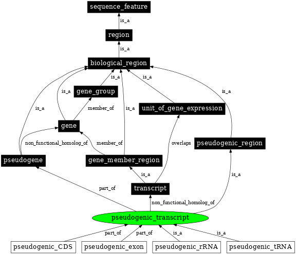 Graph image for SO:0000516