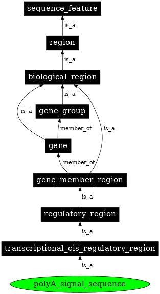 Graph image for SO:0000551