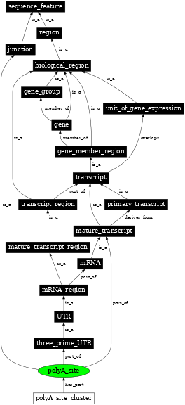 Graph image for SO:0000553