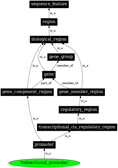 Graph image for SO:0000568