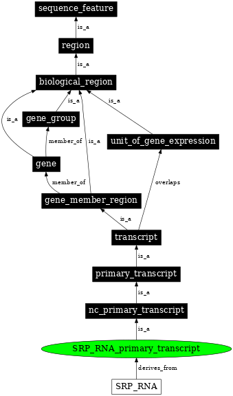 Graph image for SO:0000589