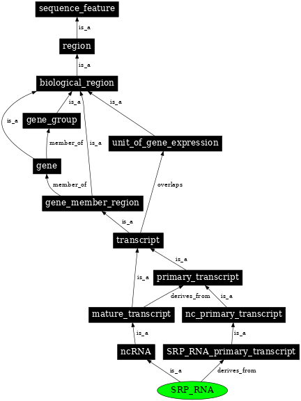 Graph image for SO:0000590