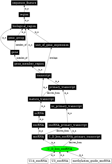 Graph image for SO:0000593