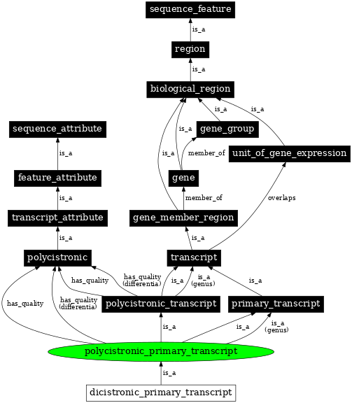 Graph image for SO:0000631