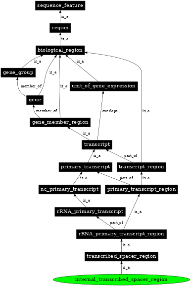 Graph image for SO:0000639