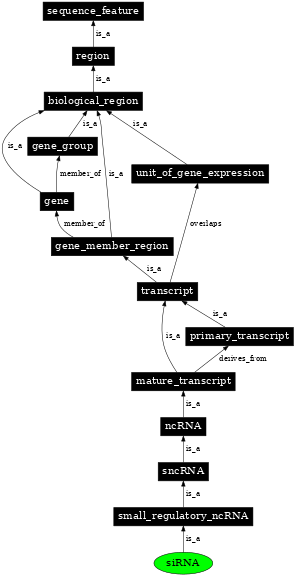 Graph image for SO:0000646