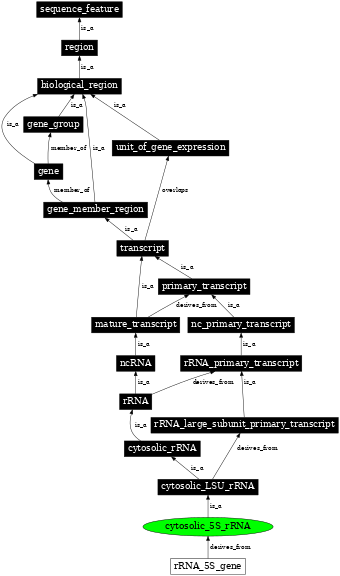 Graph image for SO:0000652