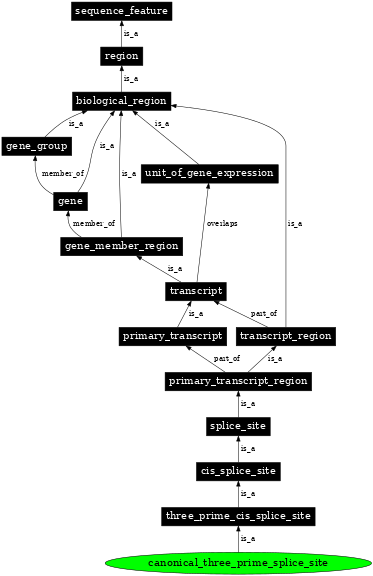 Graph image for SO:0000676