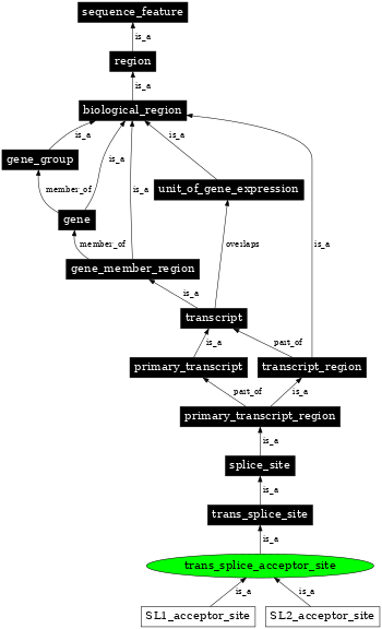 Graph image for SO:0000706