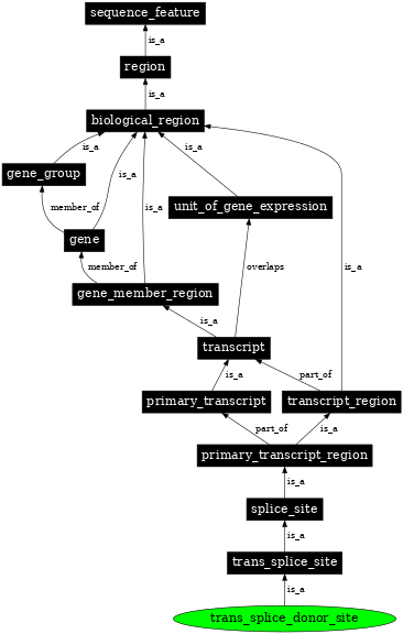 Graph image for SO:0000707