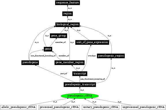 Graph image for SO:0000777