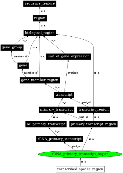 Graph image for SO:0000838