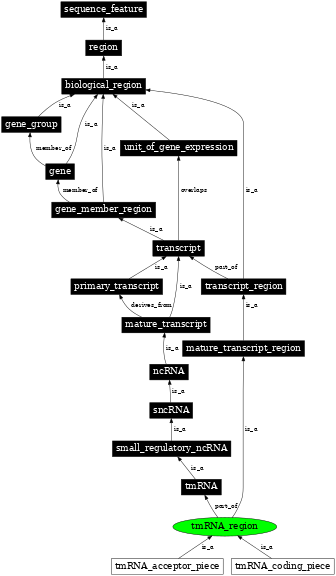 Graph image for SO:0000847