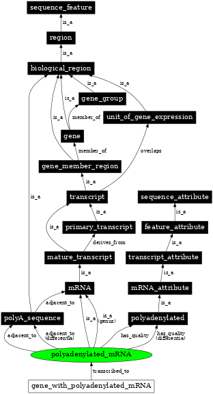 Graph image for SO:0000871