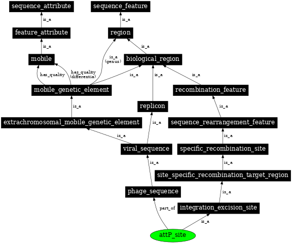 Graph image for SO:0000942