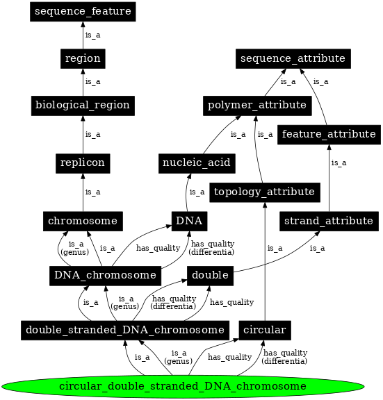 Graph image for SO:0000958