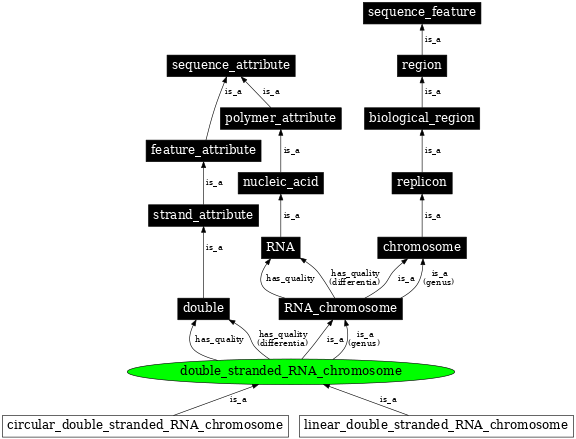 Graph image for SO:0000965