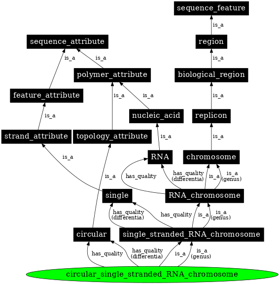 Graph image for SO:0000966