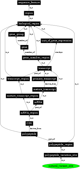 Graph image for SO:0001147