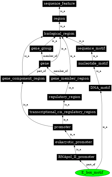 Graph image for SO:0001158