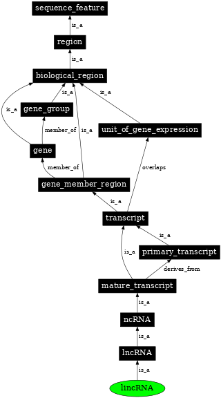 Graph image for SO:0001463