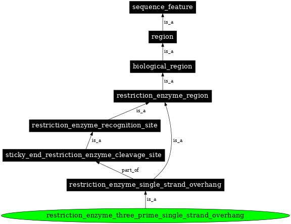 Graph image for SO:0001933