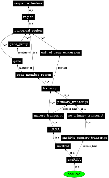 Graph image for SO:0002095