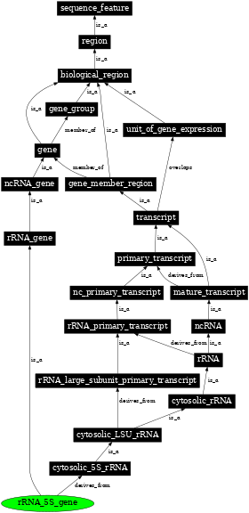 Graph image for SO:0002238