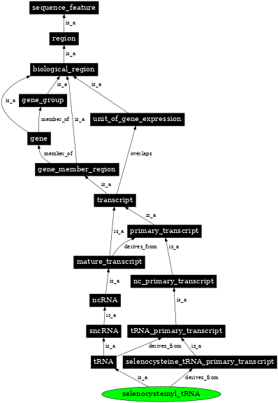 Graph image for SO:0005857