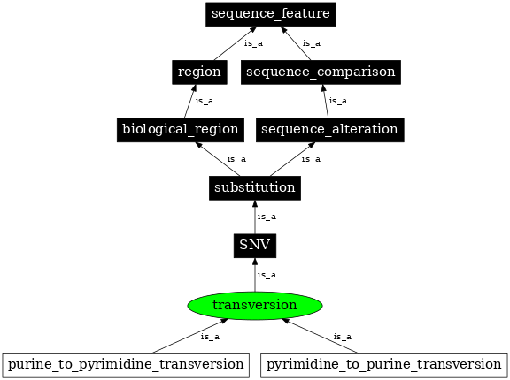 Graph image for SO:1000017