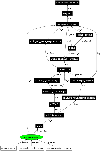 Graph image for SO:0000104