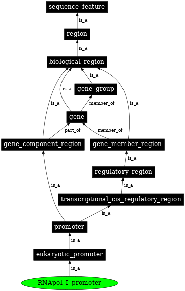 Graph image for SO:0000169