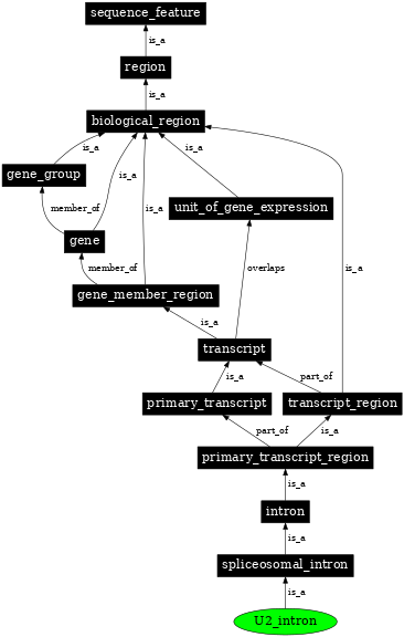 Graph image for SO:0000184