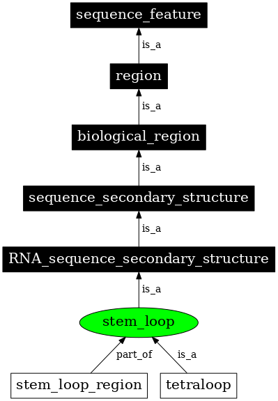 Graph image for SO:0000313